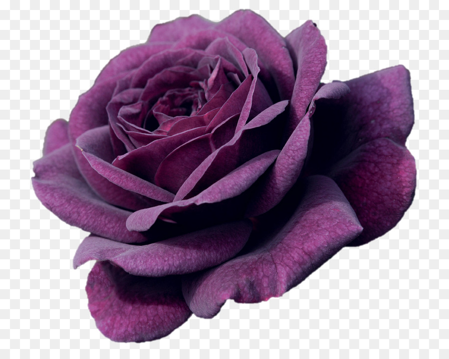 Rosa，Arbusto PNG