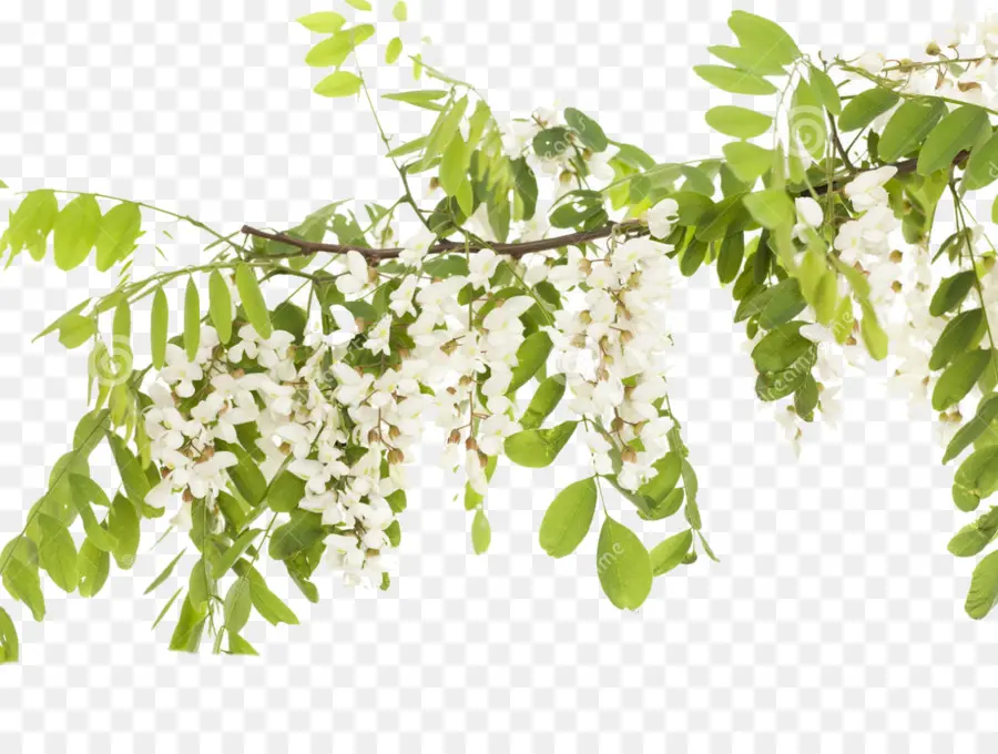 Robinia，Una Fotografía De Stock PNG