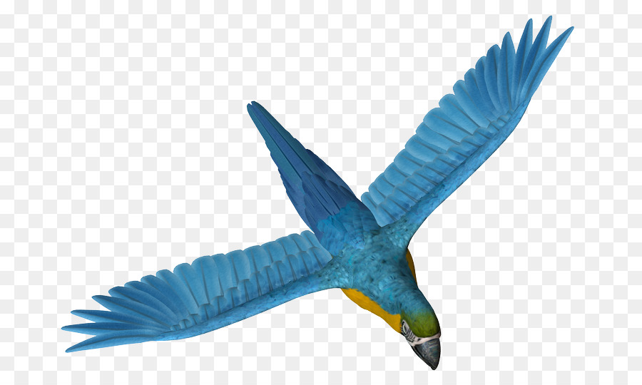 Parrot，Pico PNG