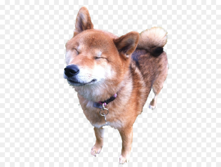 Shiba Inu，Spitz Finlandés PNG