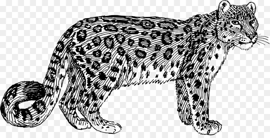 Leopardo，Salvaje PNG