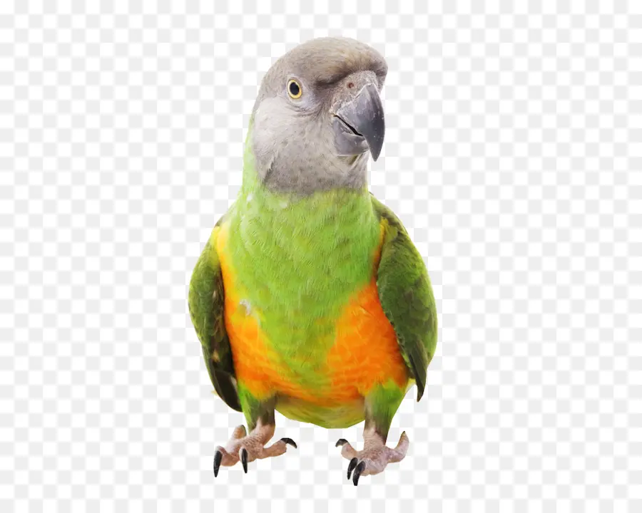 Parrot，Pájaro PNG