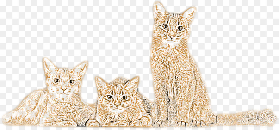 Gato Atigrado，Gatito PNG