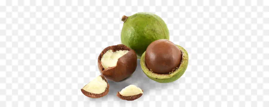 Nueces De Macadamia，Concha Verde PNG