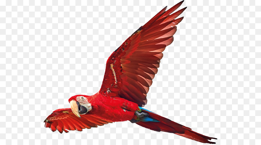 Guacamayo，Pájaro PNG