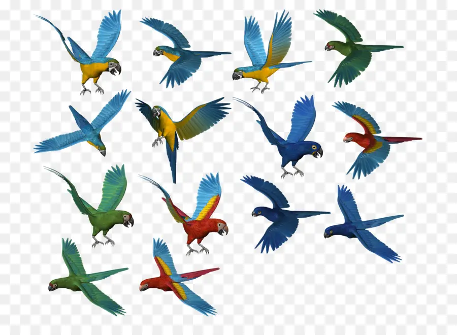 Loros Voladores，Vistoso PNG