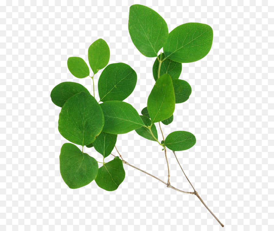 Hoja，Fondo De Escritorio PNG