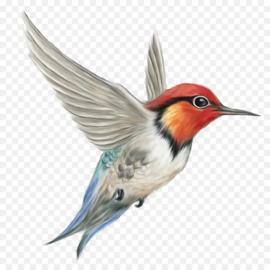 Pájaro，Colibrí PNG