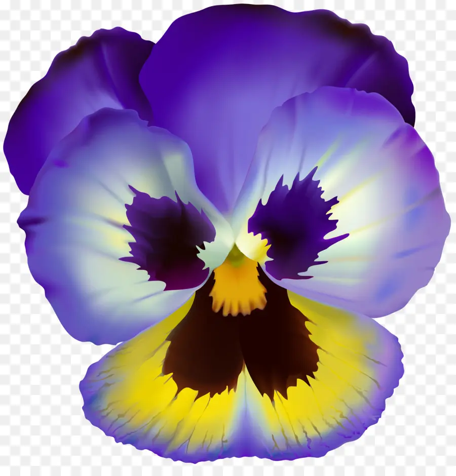 Pansy，Dibujo PNG