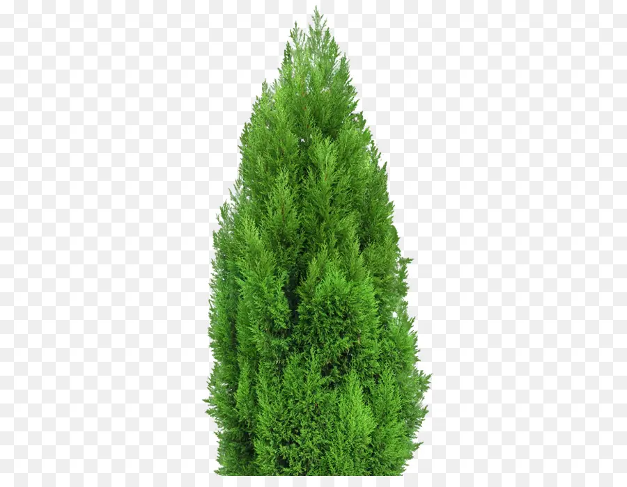 Árbol De Navidad，Verde PNG