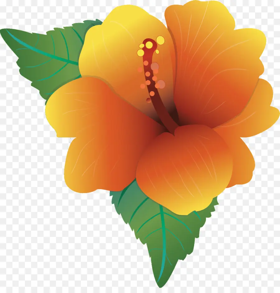 Hibiscus，Flor PNG