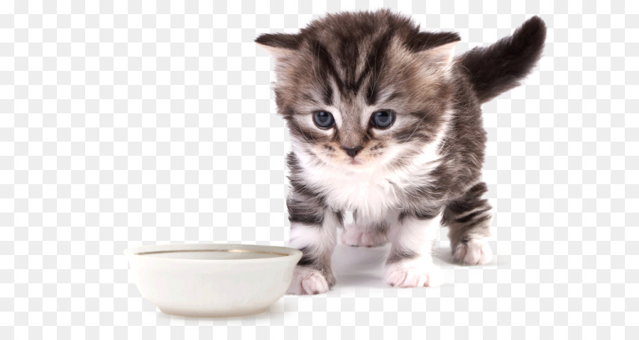 Gatito，American Wirehair PNG