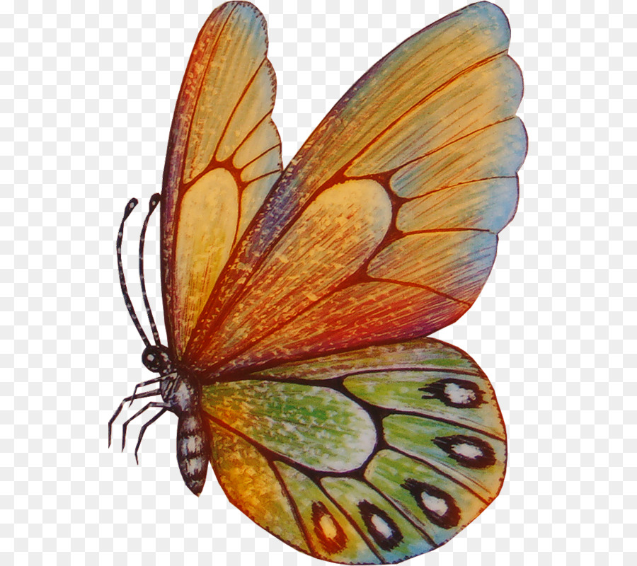 Mariposa，Dibujo PNG