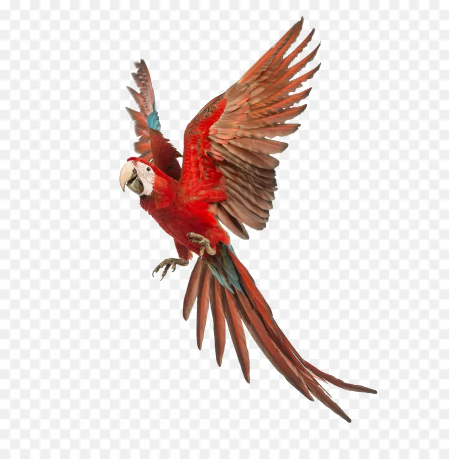 Parrot，Redange Macaw PNG