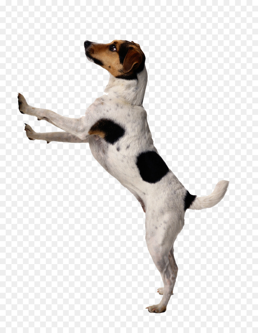 Perro，Cachorro PNG