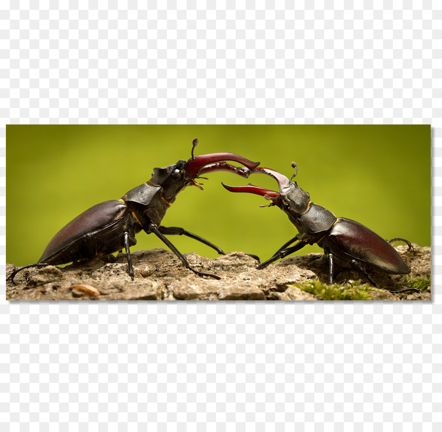 Escarabajo，De Plagas PNG