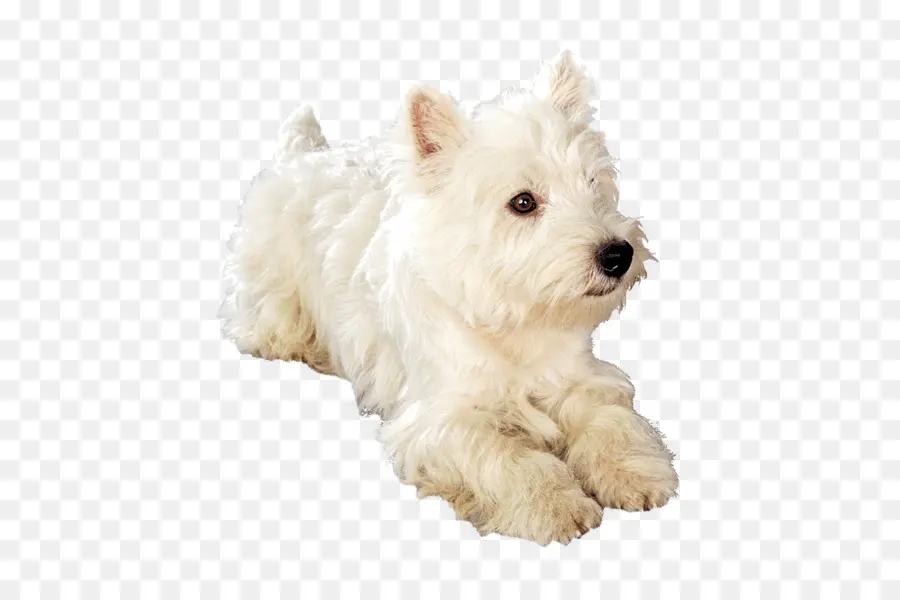 West Highland White Terrier，Perro Maltés PNG