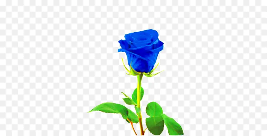 Rosa Azul，Rosa PNG