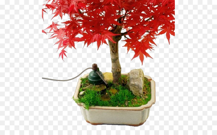 Bonsai，Sensor De PNG