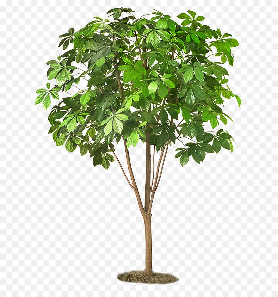 Árbol，Verde PNG