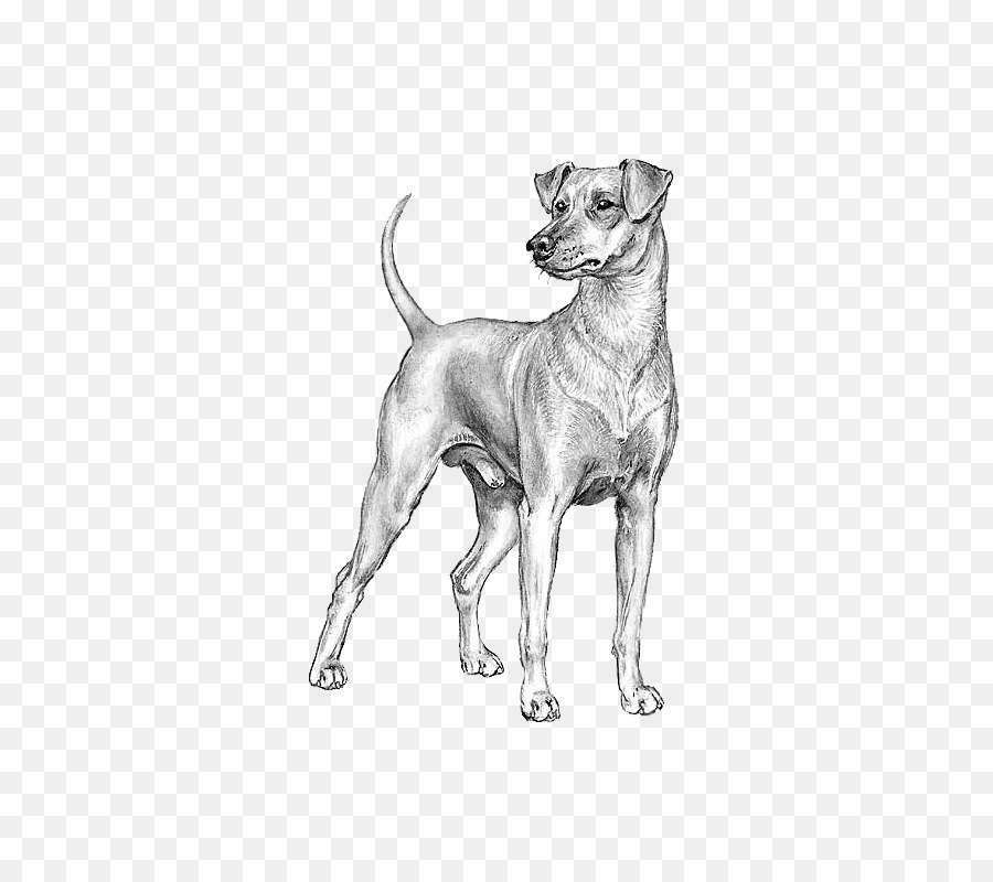 Bosquejo Del Perro，Canino PNG