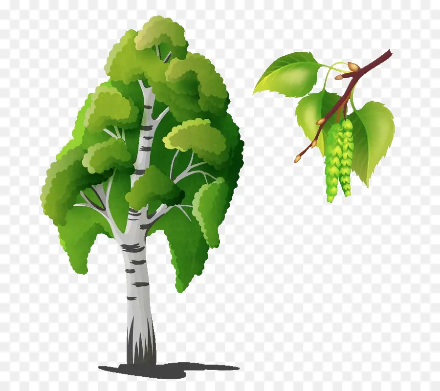 Abedul，árbol PNG