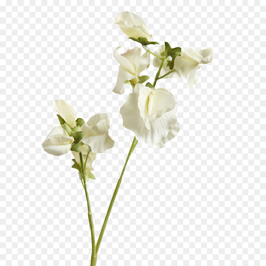 La Polilla De Las Orquídeas，Las Flores Cortadas PNG