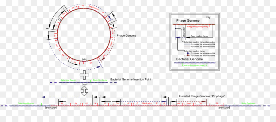 Fago Lambda，Bacteriófago PNG