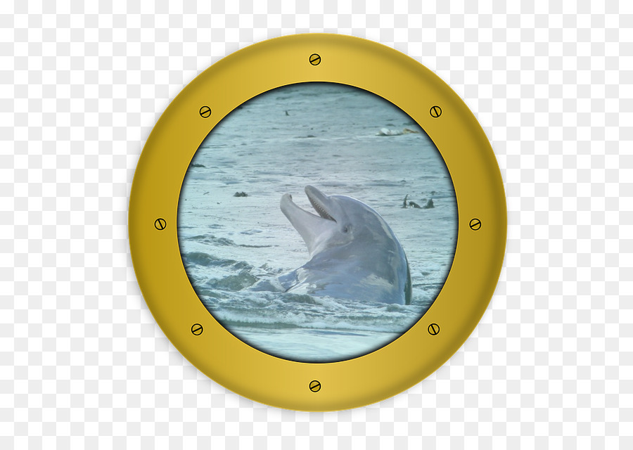 Charleston，Dolphin PNG