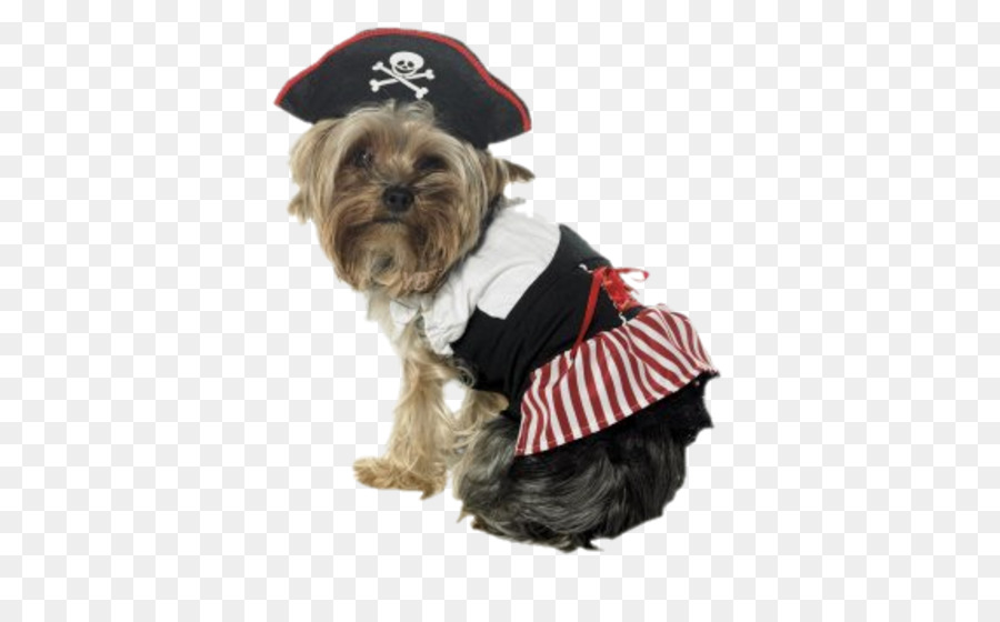 Perro Disfrazado De Pirata，Terrier De Yorkshire PNG