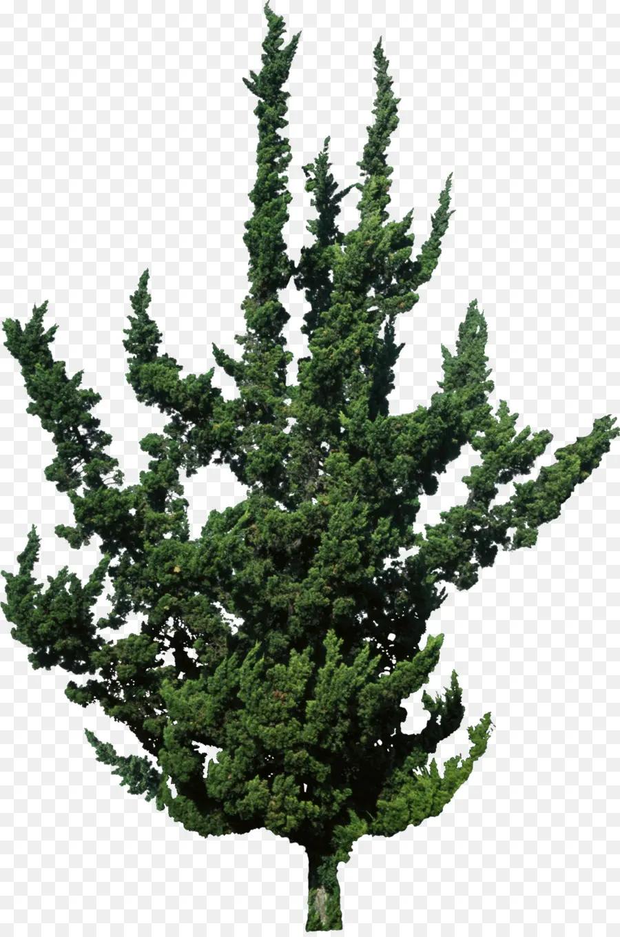 Abeto，Juniperus Chinensis Var Kaizuka PNG