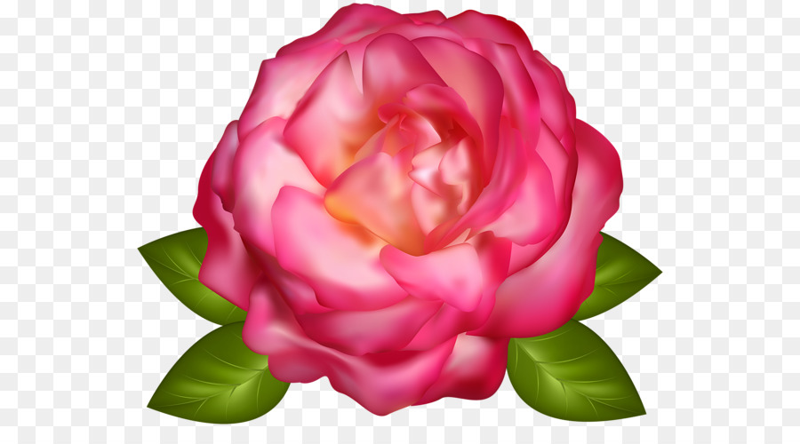 Flor Rosa，Florecer PNG