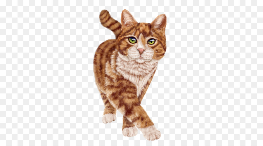 Gatito，American Shorthair PNG