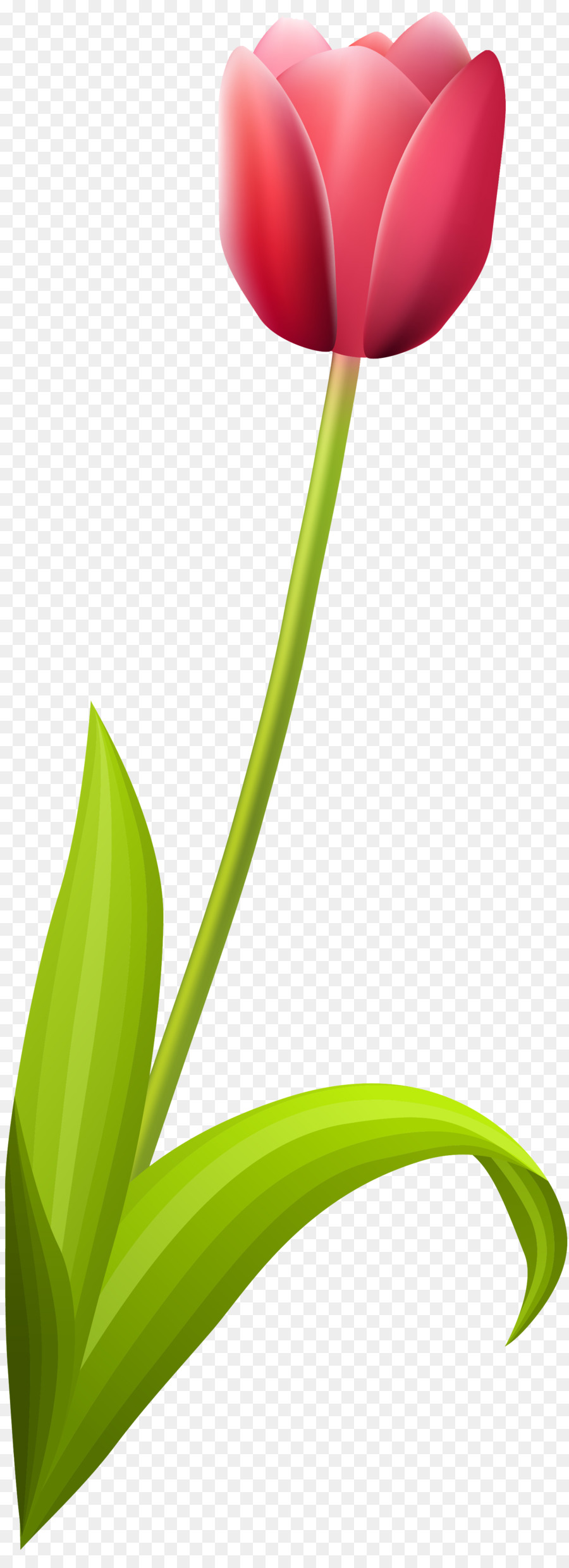 Tulip，Pétalo PNG