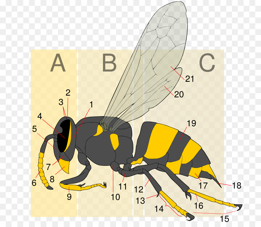 Hornet，Abeja PNG