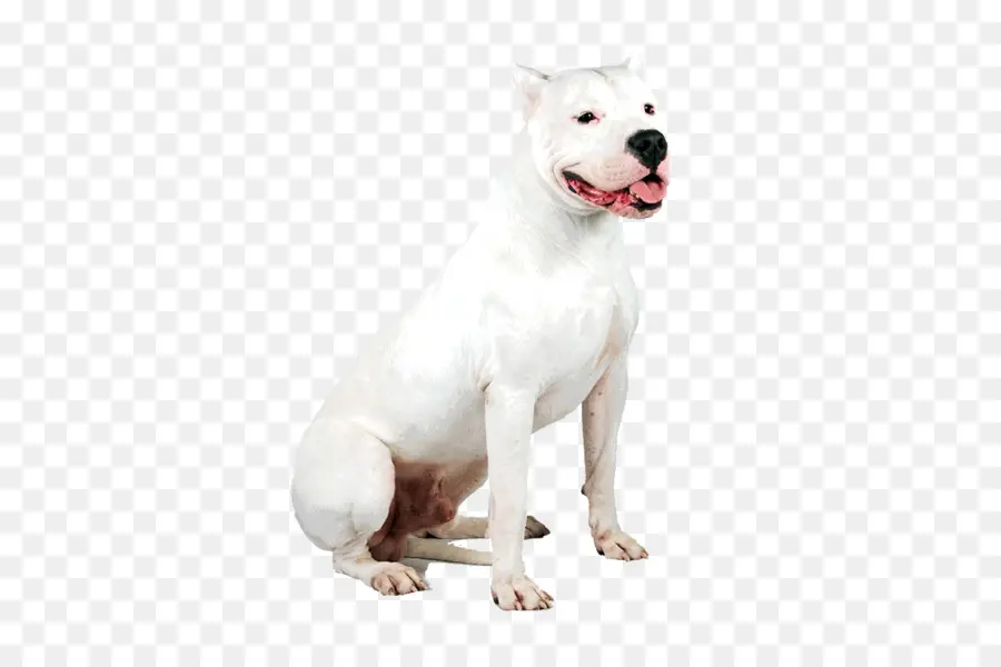 Dogo Argentino，Dogo Guatemaliano PNG