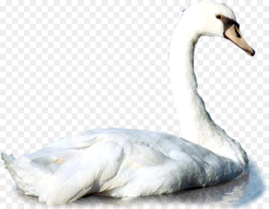 Pato，Cisne PNG