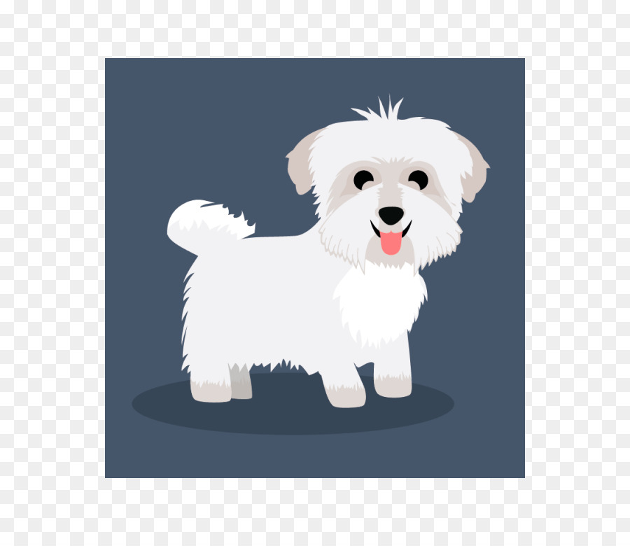 Maltés Perro，Havanese Perro PNG