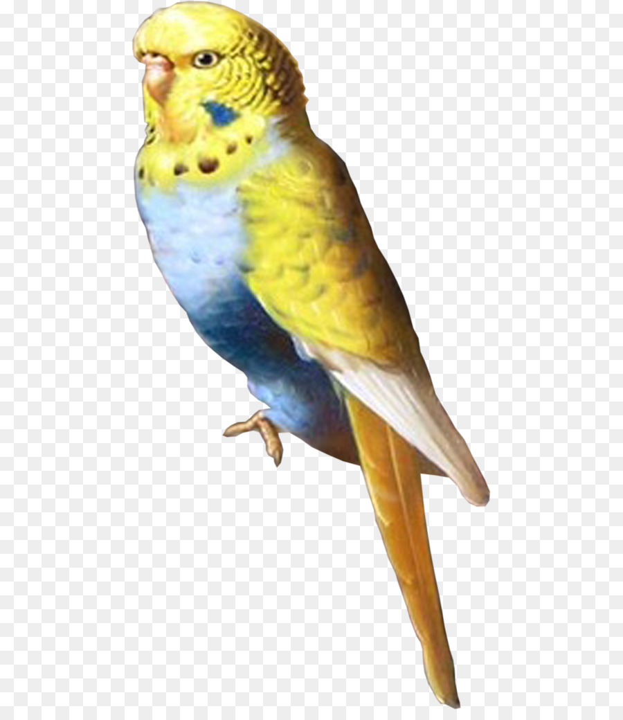 Pájaro Azul，Perca PNG