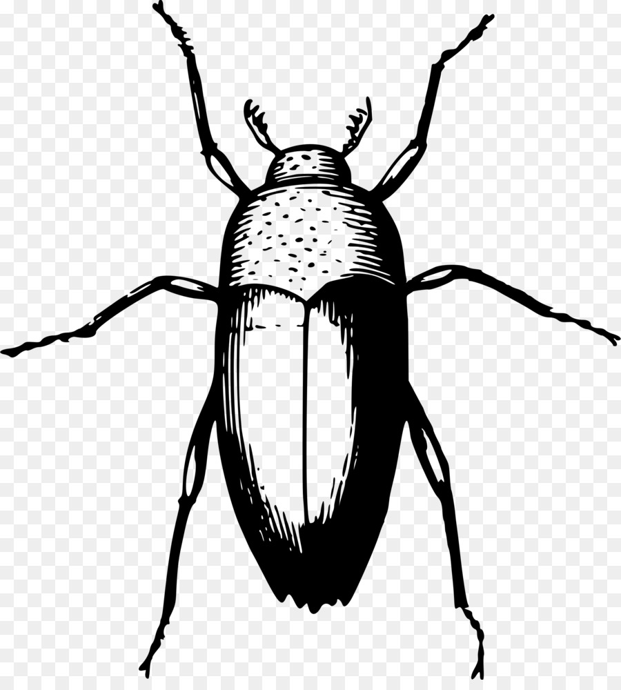 Escarabajo，Animal PNG