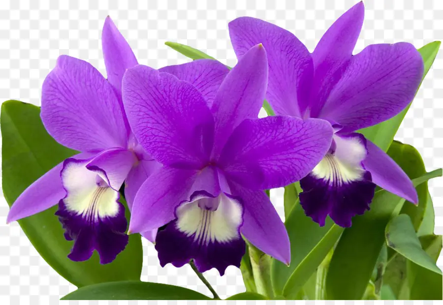 Orquídeas Moradas，Florecer PNG