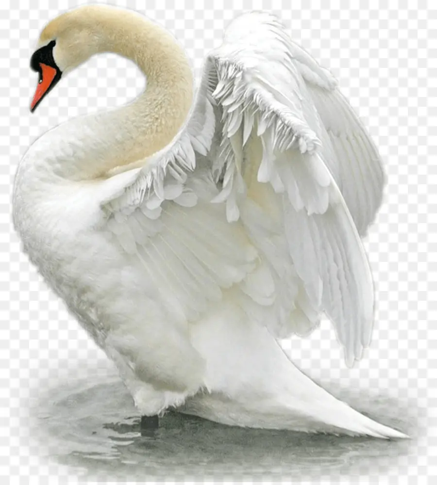 Cisne Blanco，Pájaro PNG