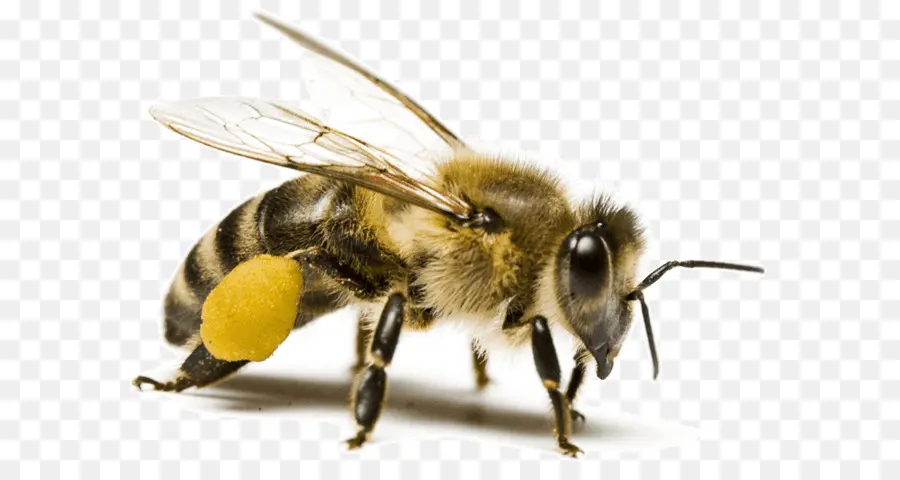 Abeja，Miel PNG