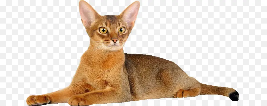 Gato Abisinio，Gatito PNG