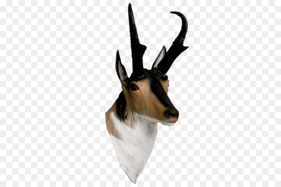 Springbok，Antílope PNG