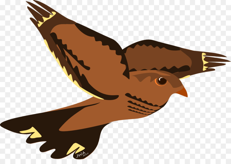 Halcón，Aves PNG