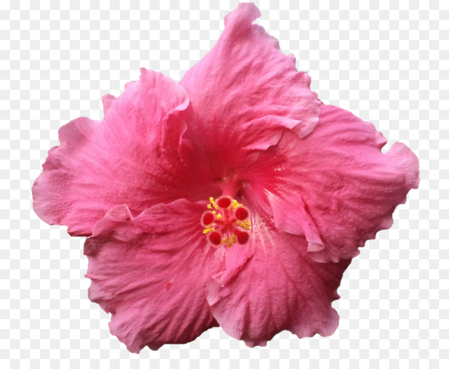 Hibiscus，Las Flores Cortadas PNG