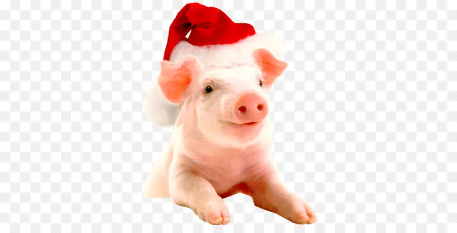 Vietnamita Potbellied，La Navidad PNG