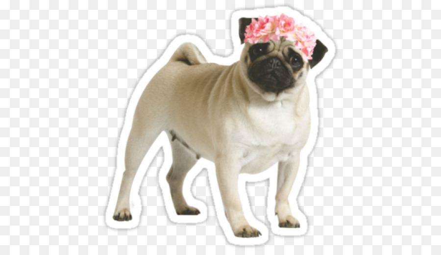 Pug，Cachorro PNG