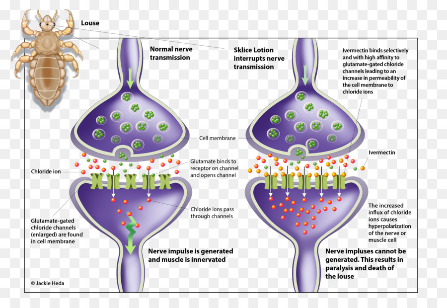 La Ivermectina，Piojo PNG